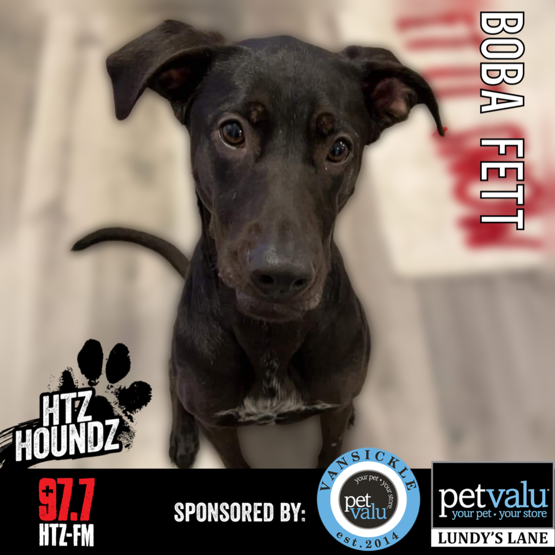 ADOPTED! Boba Fett - HTZ HOUNDZ: Adoptable Dog of the Week