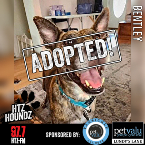 ADOPTED! Bentley - HTZ HOUNDZ: Adoptable Dog of the Week