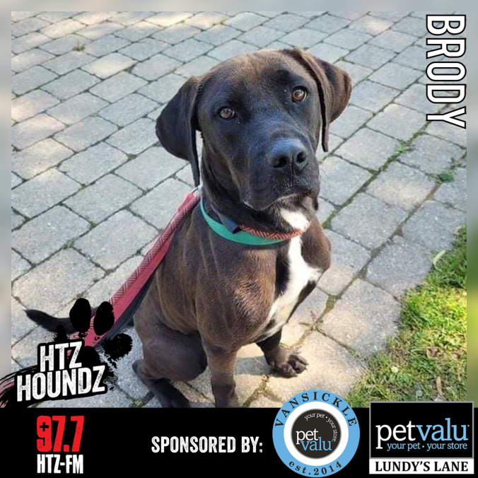 HTZ Houndz: Adoptable Dog of the Week - Brody