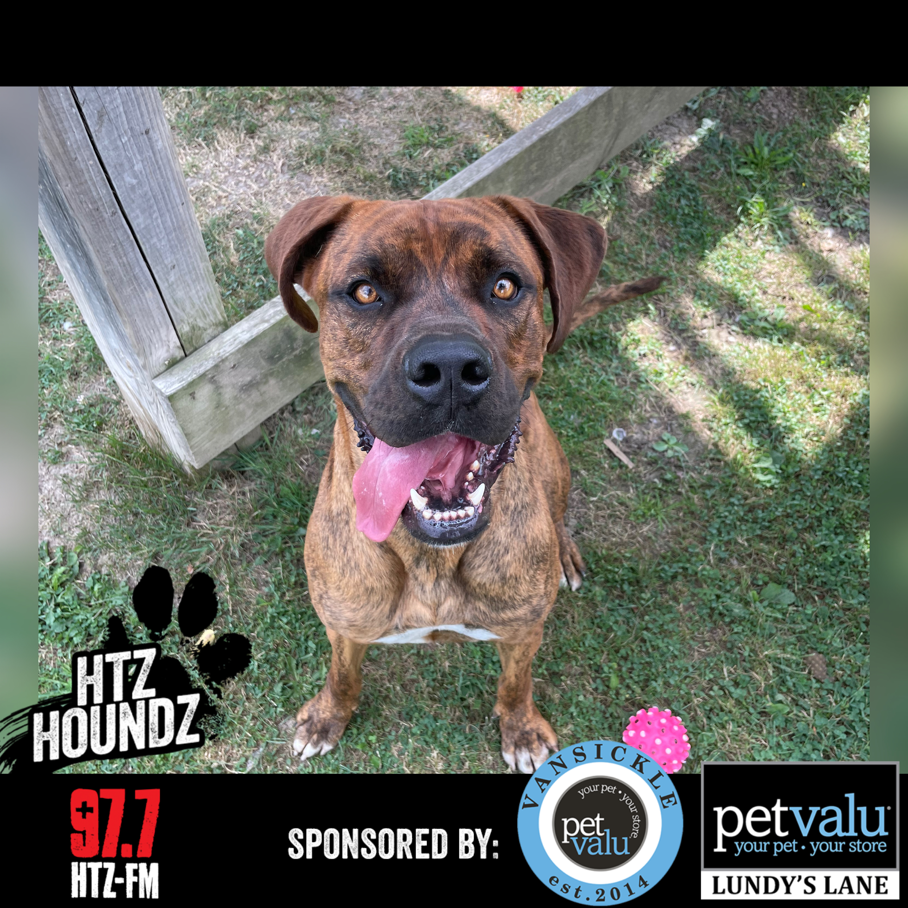 ADOPTED! Juno - HTZ HOUNDZ: Adoptable Dog of the Week