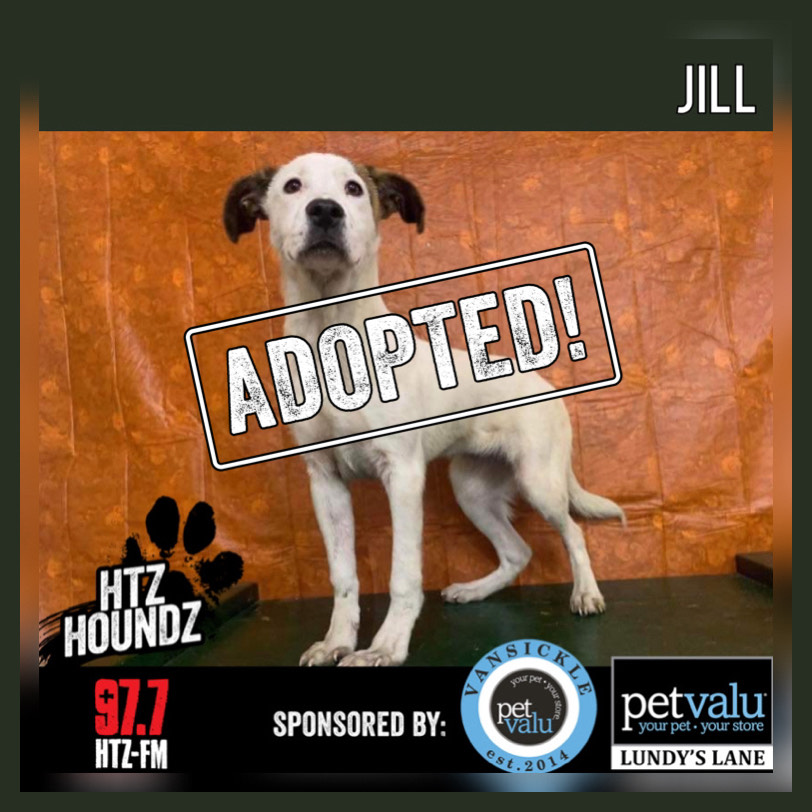 ADOPTED! HTZ HOUNDZ: Adoptable Dog of the Week - Jill