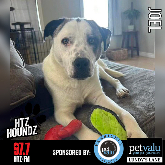 ADOPTED! Joel - HTZ Houndz: Adoptable Dog of the Week