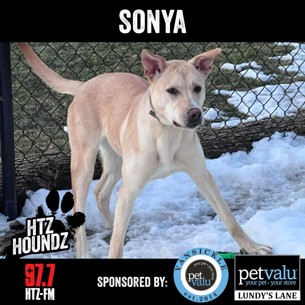 HTZ HOUNDZ: Adoptable Dog of the Week - Sonya