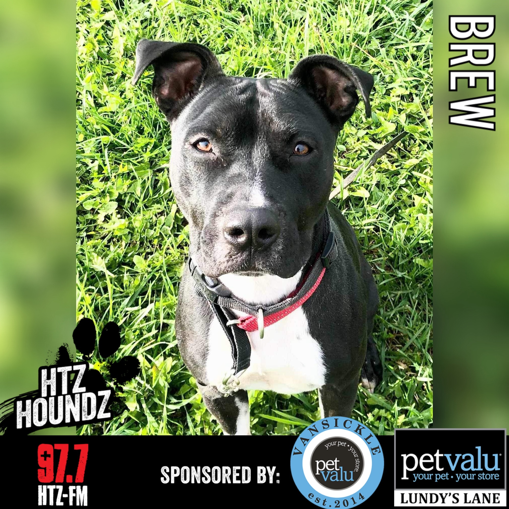 Brew - HTZ HOUNDZ: Adoptable Dog of the Week