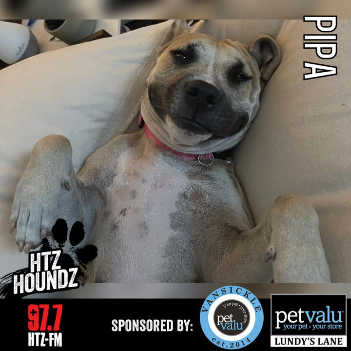 PIPA - HTZ HOUNDZ: Adoptable Dog of the Week