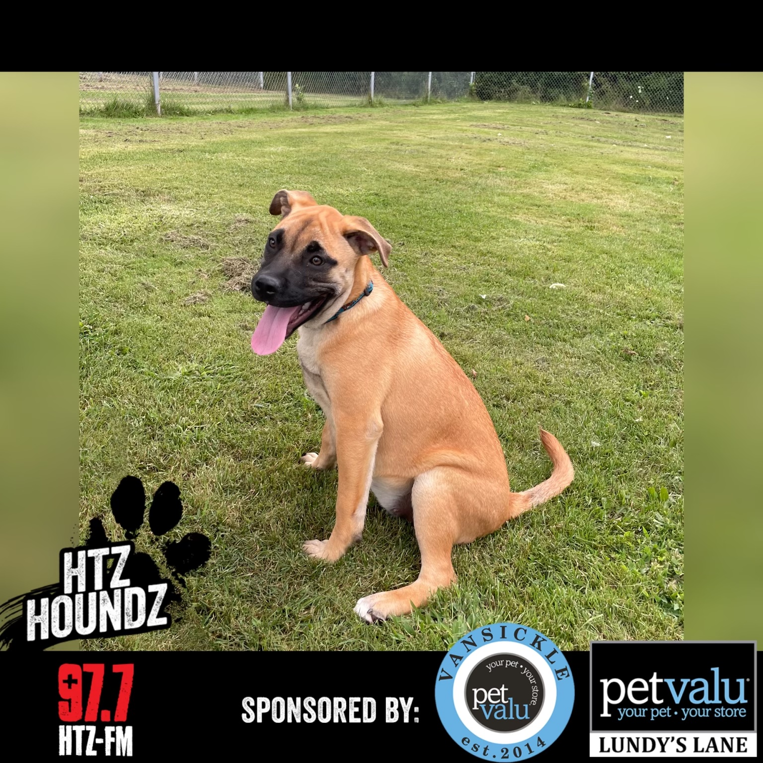 ADOPTED! Harmony - HTZ Houndz: Adoptable Dog of the Week