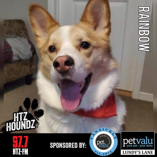 Rainbow - HTZ Houndz: Adoptable Dog of the Week