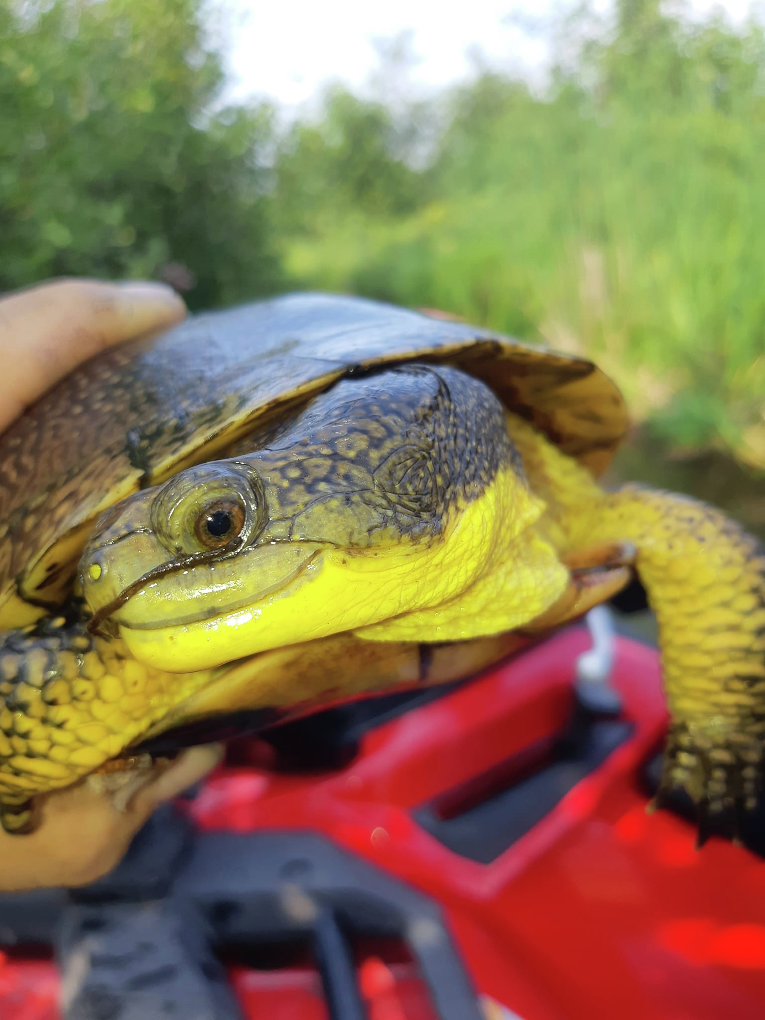 Meet the SMILING turtle! One of 5 species of turtles found in Kingston