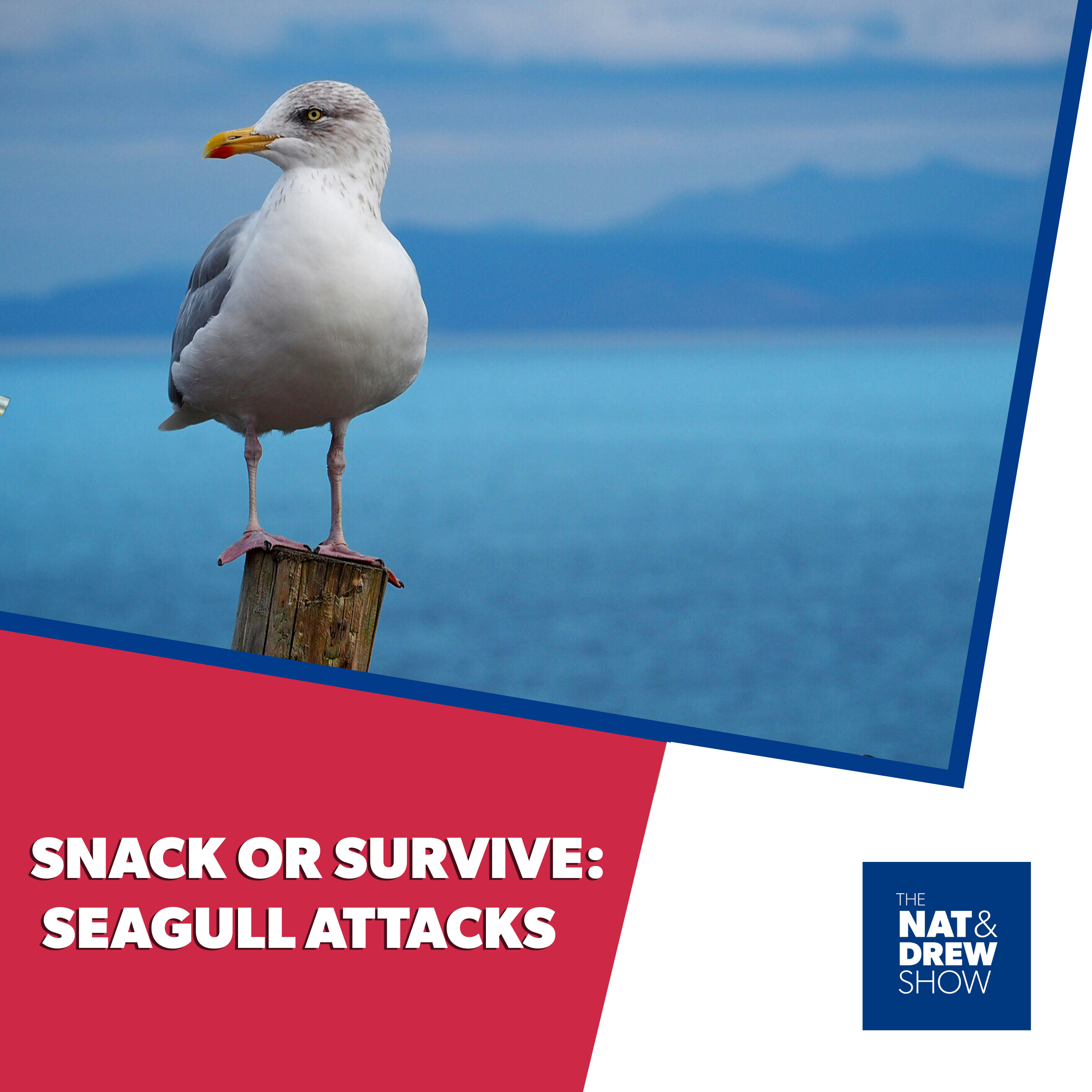 The Nat & Drew Show - When Seagulls Strike episode artwork