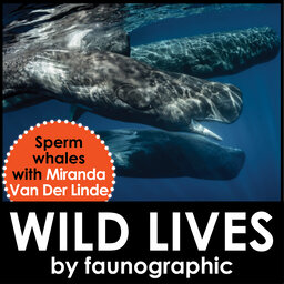 Sperm Whales of the Azores with Miranda Van Der Linde