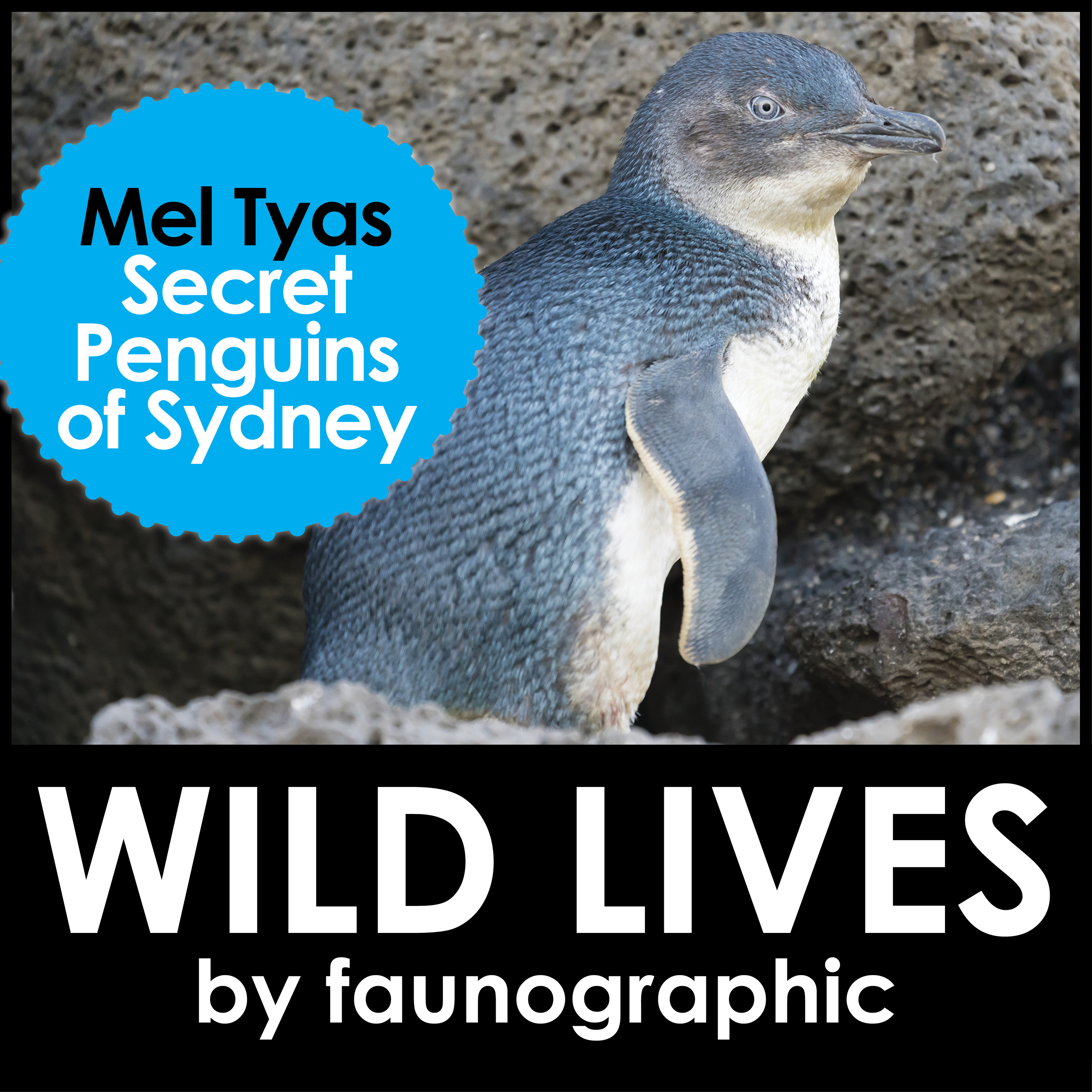 Sydney’s secret penguins with Ranger Mel Tyas