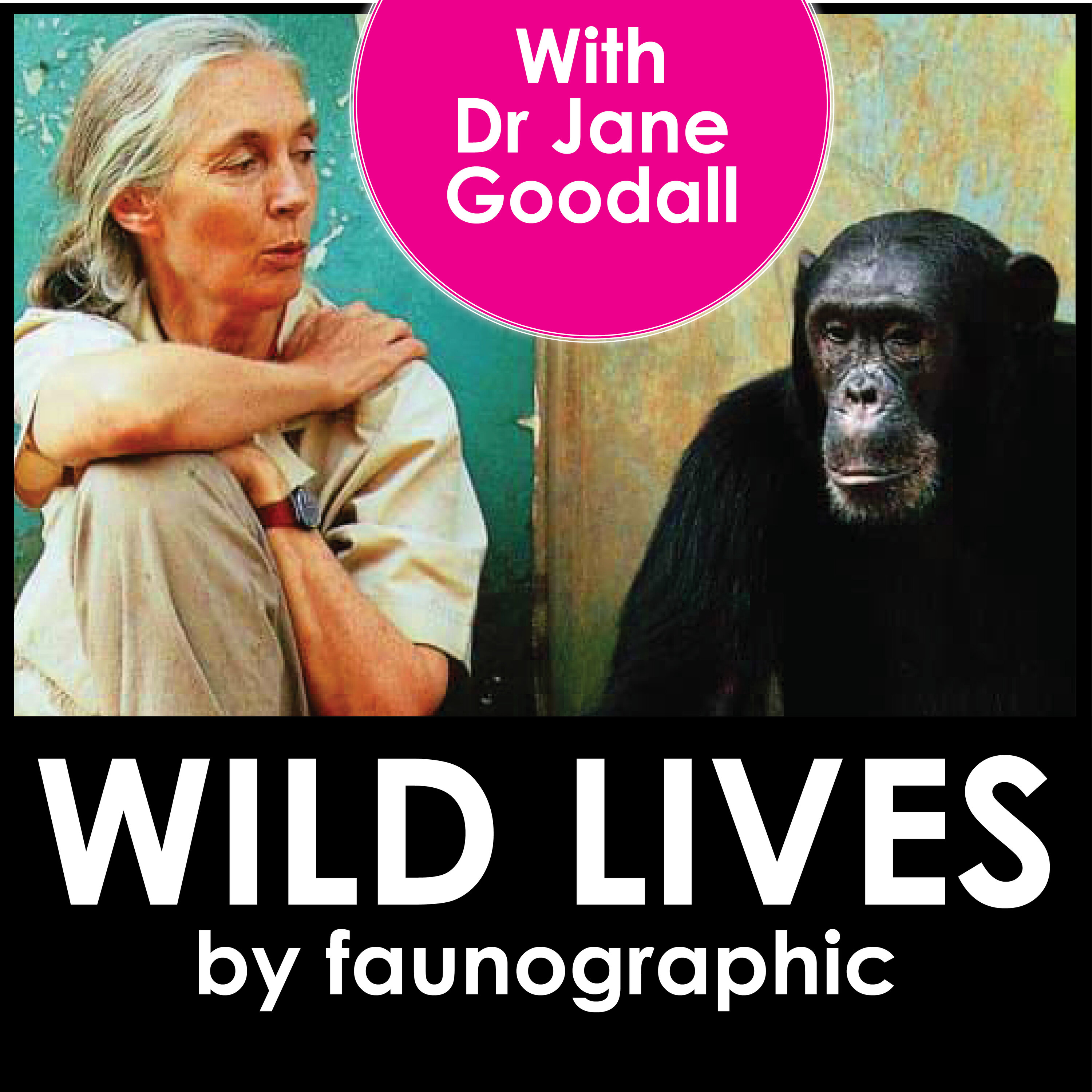 Dr Jane Goodall: A Lifetime with Chimps