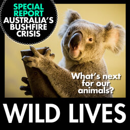 Special report: Australia's bushfires & what's next for our wildlife