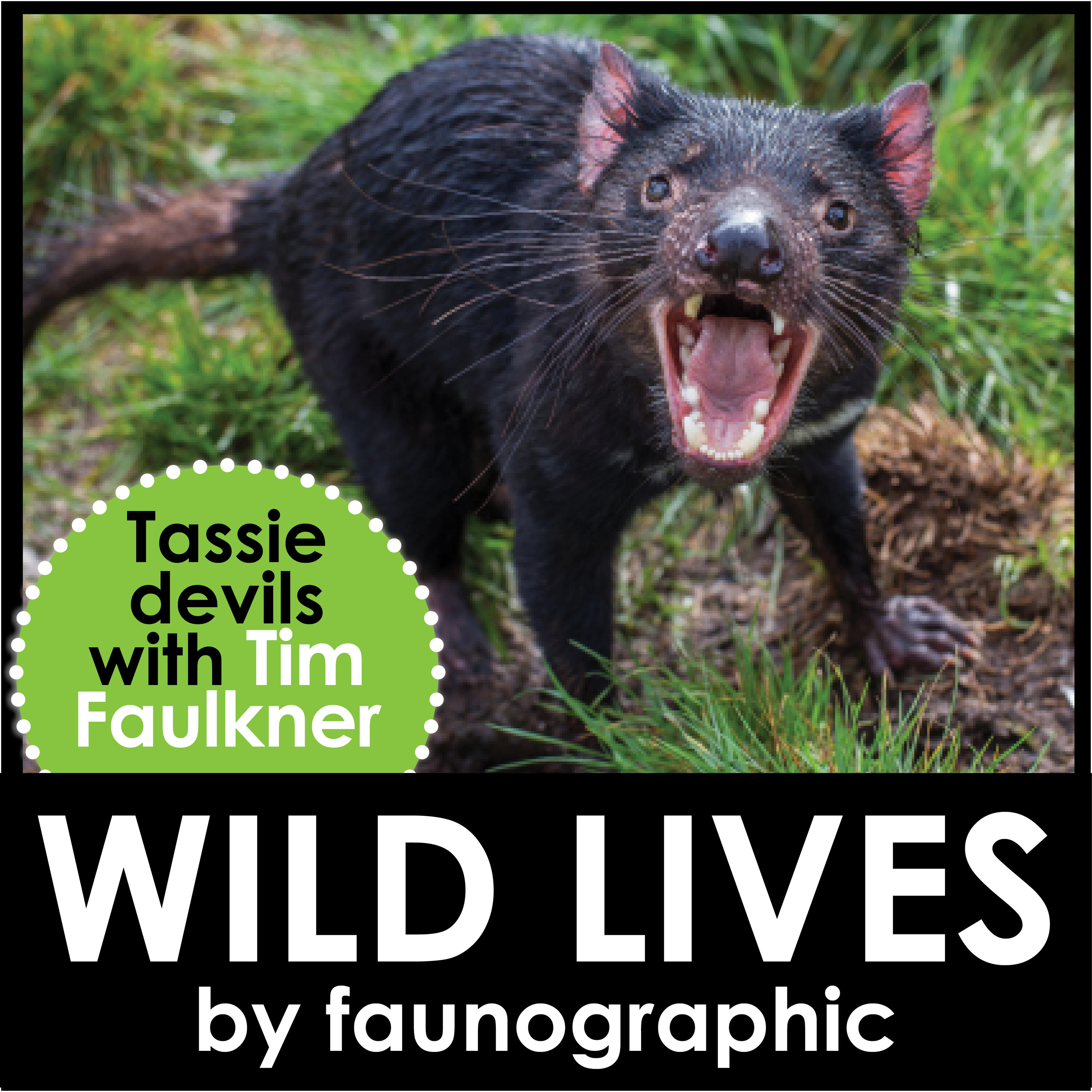 Tim Faulkner on saving the Tasmanian Devil
