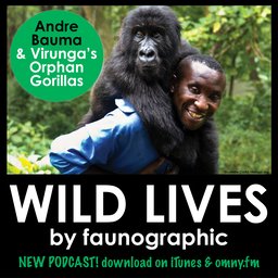 Andre Bauma & the mountain gorillas of Virunga National Park