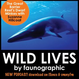 Suzanne Hillcoat & the Great Barrier Reef's Dwarf Minke Whales