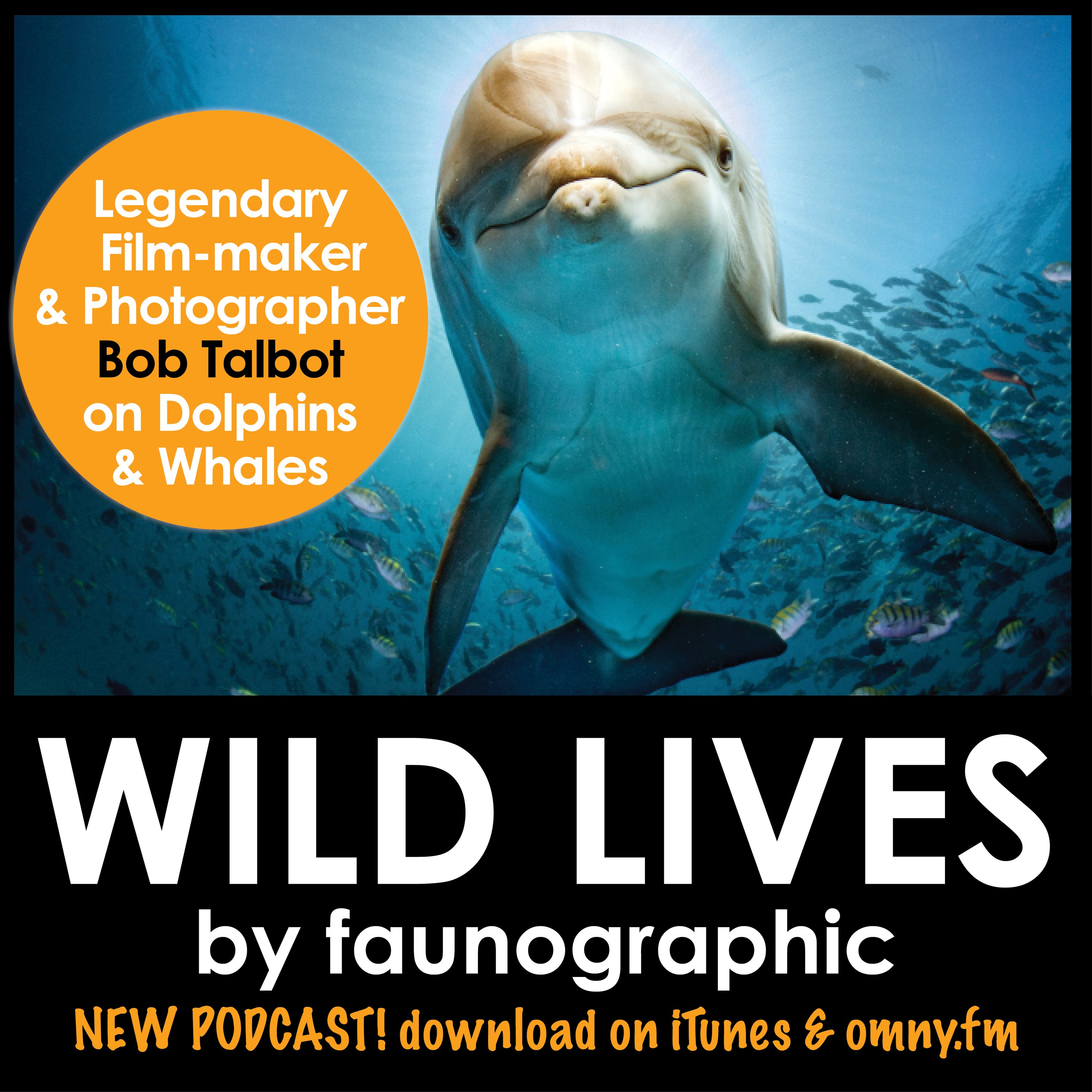 Bob Talbot talks dolphins and whales