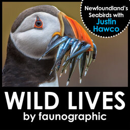 Puffins & Seabirds of Newfoundland with Justin Hawco