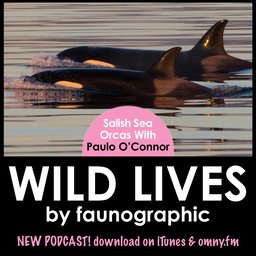 Orcas of the Salish with Paulo O'Connor