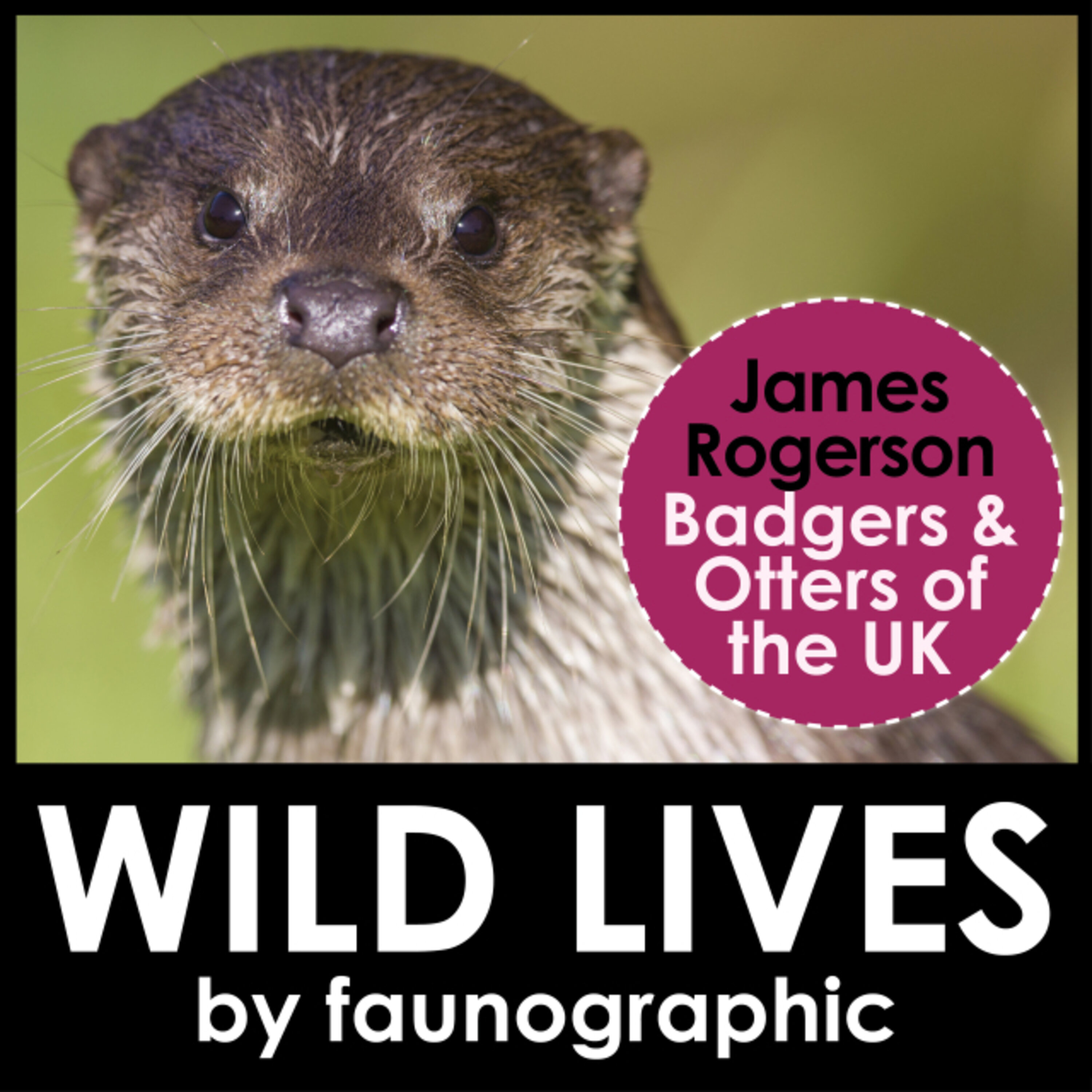 UK's Otters & Badgers with James Rogerson