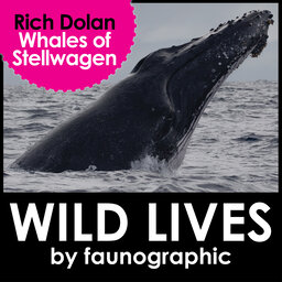 Whales of Boston's Stellwagen Bank with Rich Dolan