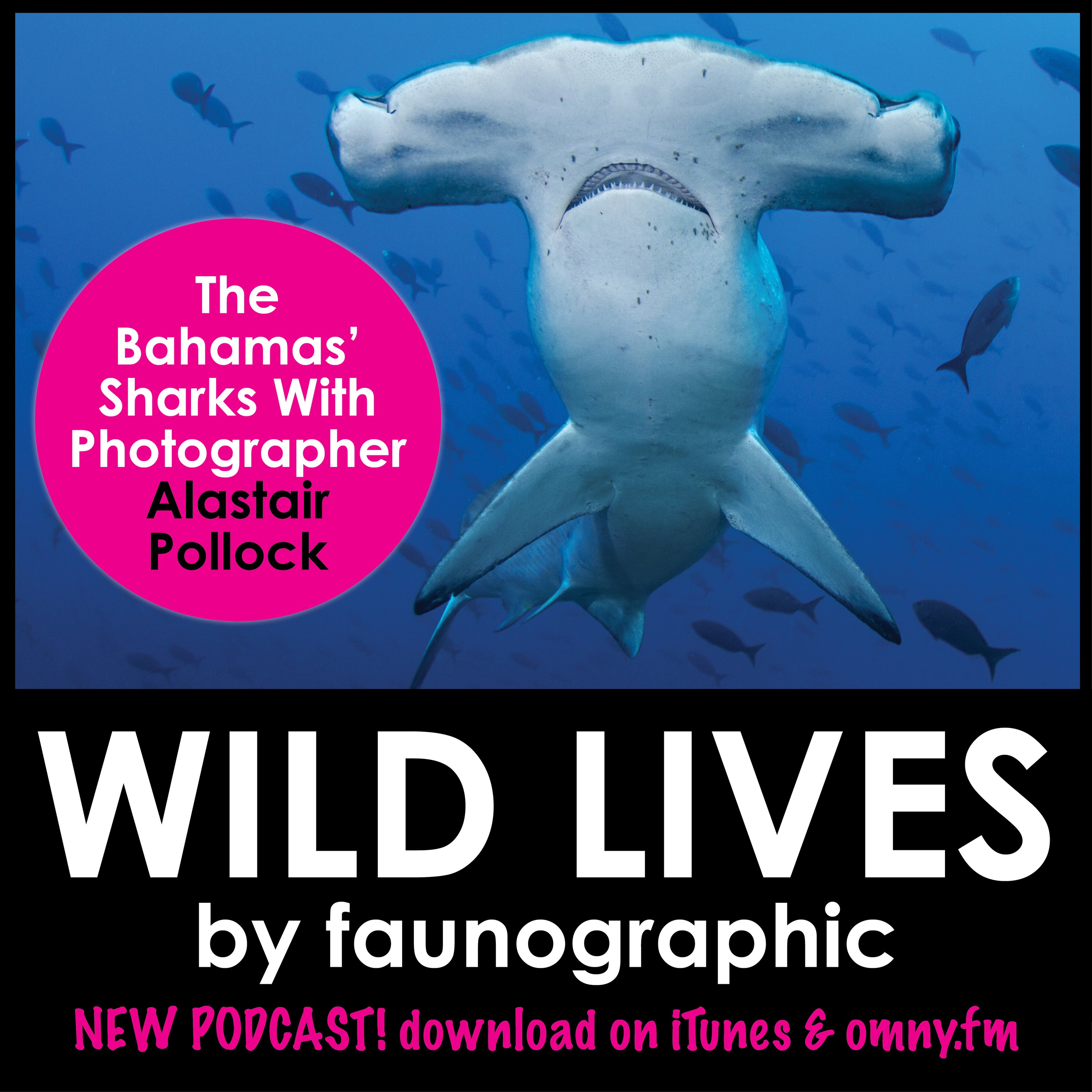 Alastair Pollock & the Sharks of the Bahamas