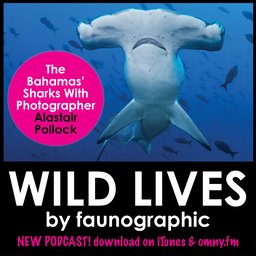 Alastair Pollock & the Sharks of the Bahamas