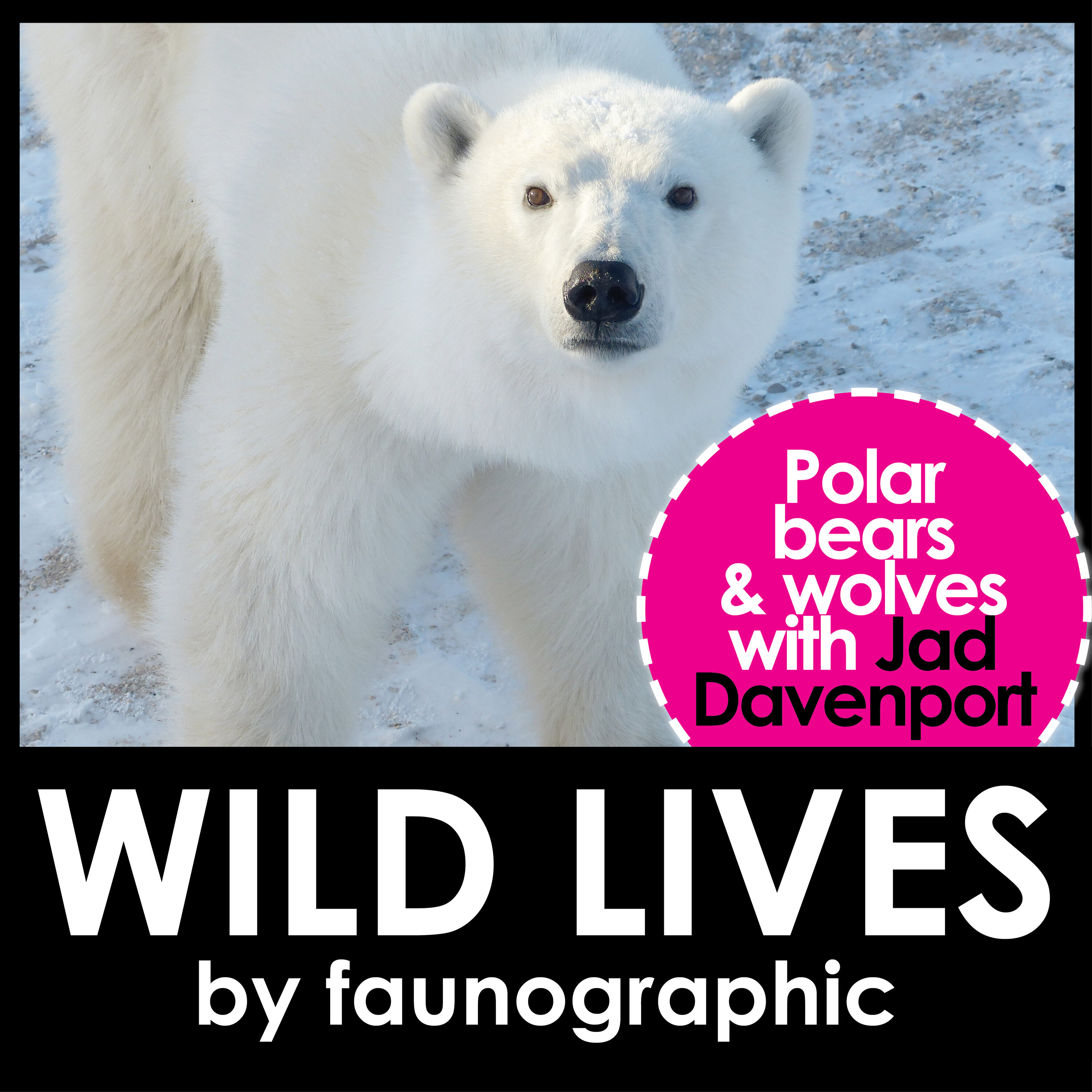 Polar Bears & Tundra Wolves with Jad Davenport