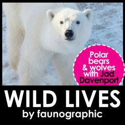 Polar Bears & Tundra Wolves with Jad Davenport