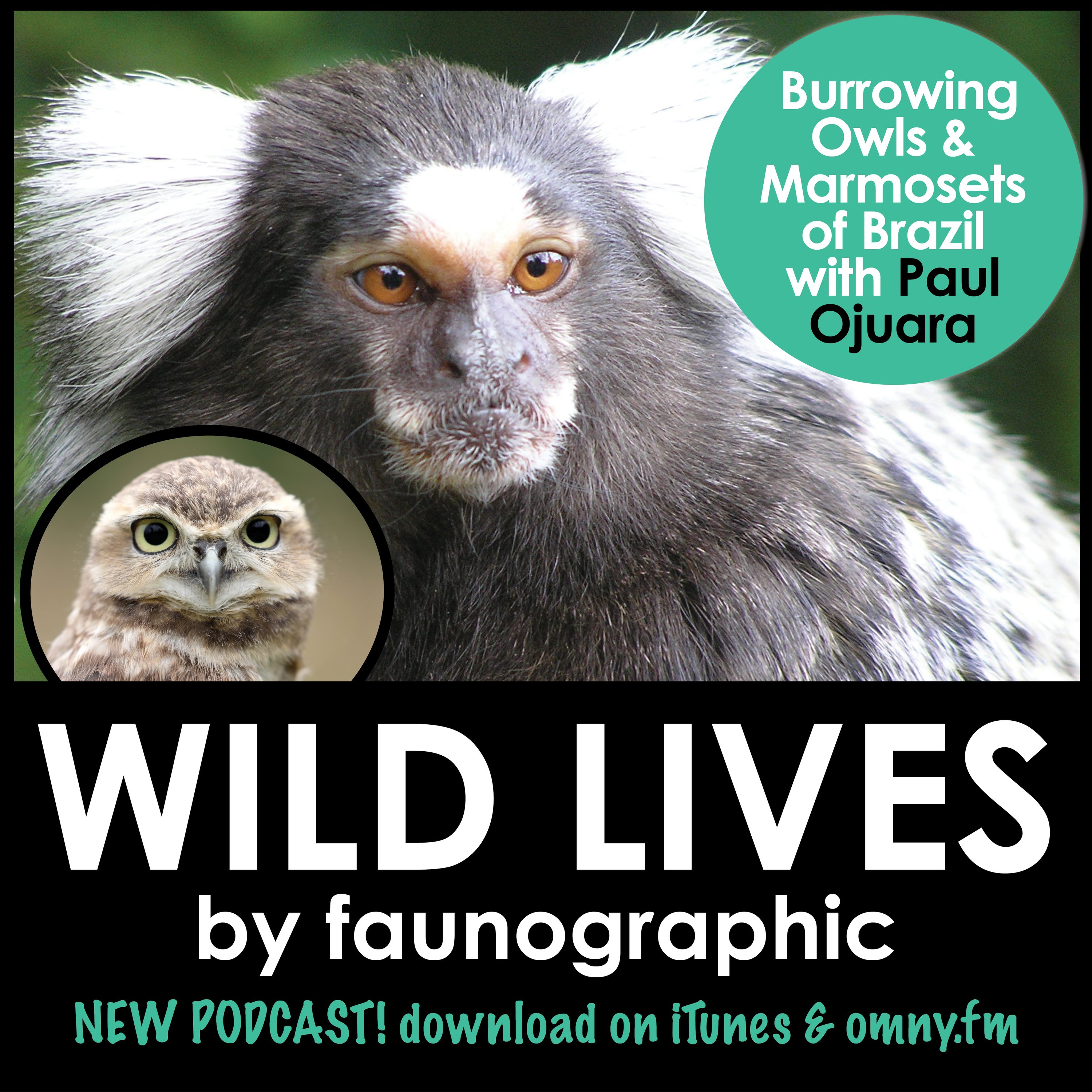 Paul Ojuara on Brazil's Marmosets & Burrowing Owls
