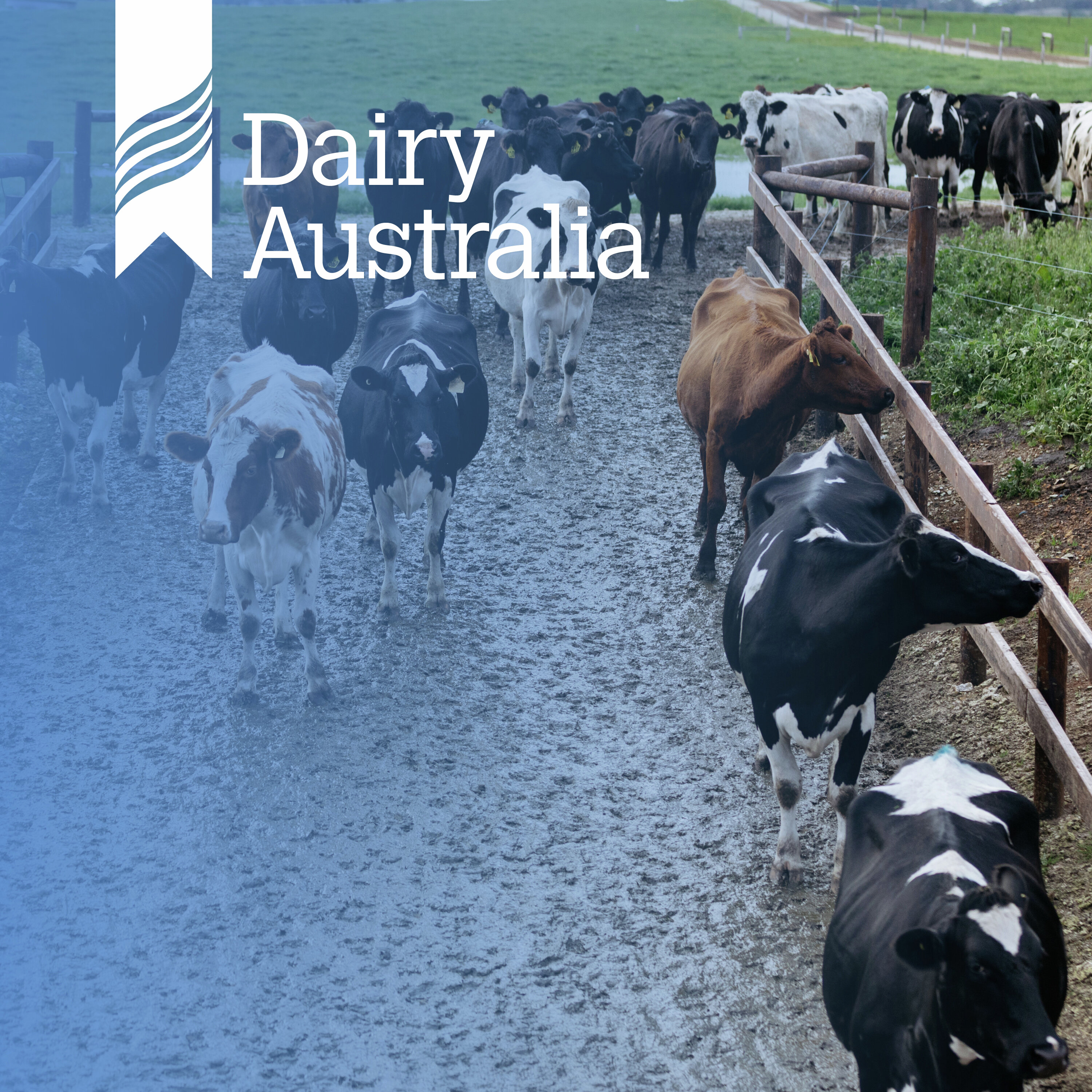 Animal health in wet conditions: Lessons from flooding episode artwork
