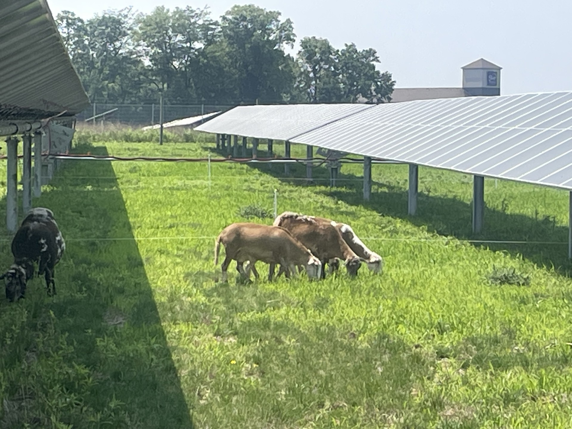 VCF News: Using "Renewable Grass Maintenance" around "Renewable Energy Sources"