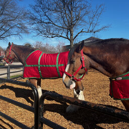 How long does it take to get Clydesdales ready for opening day?