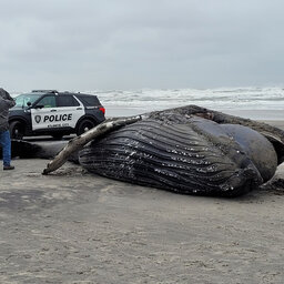 Dead humpback whale washes up on Atlantic City beach