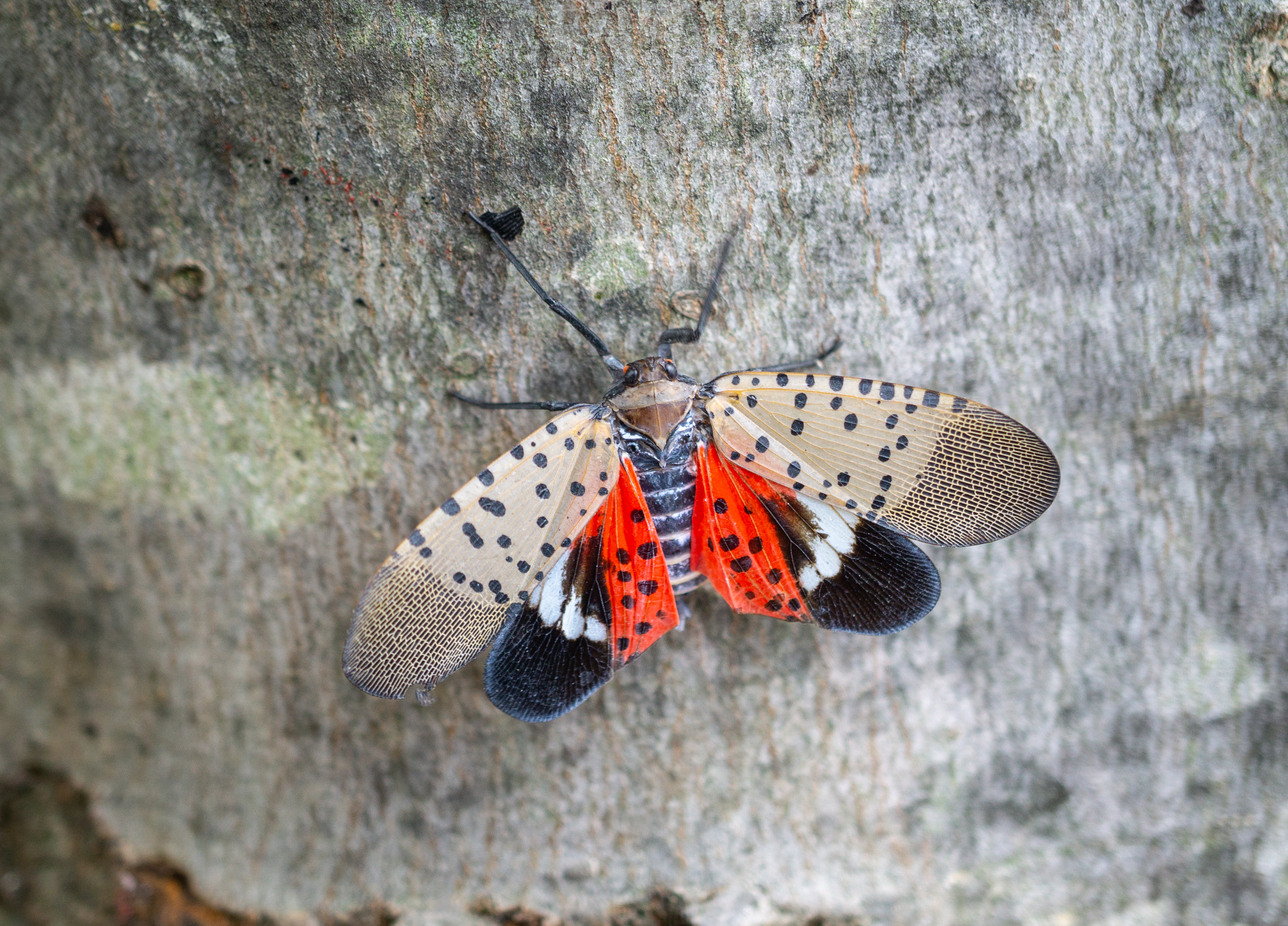 Are spotted lanternflies really that bad?