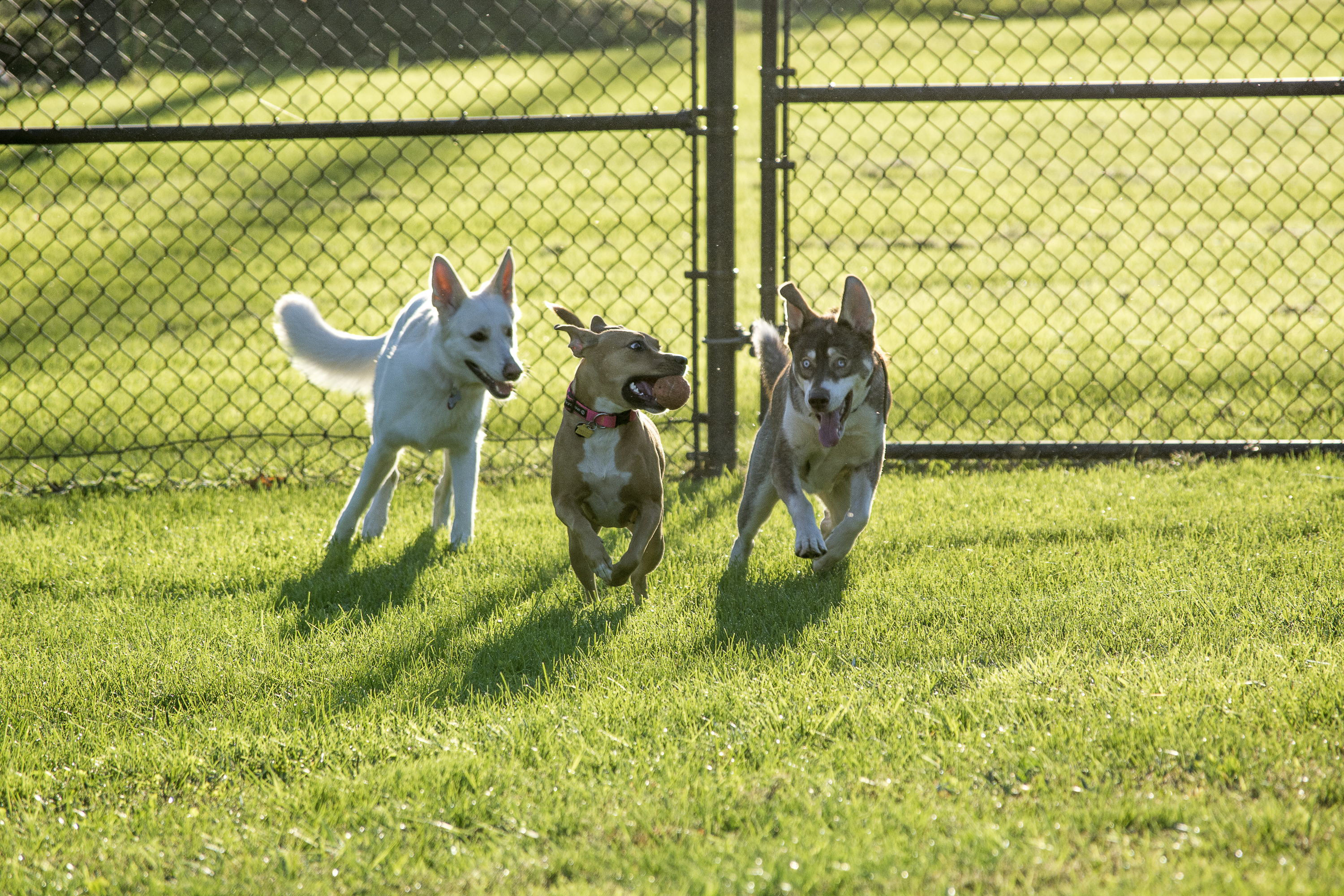 New dog park opens at Cooper River