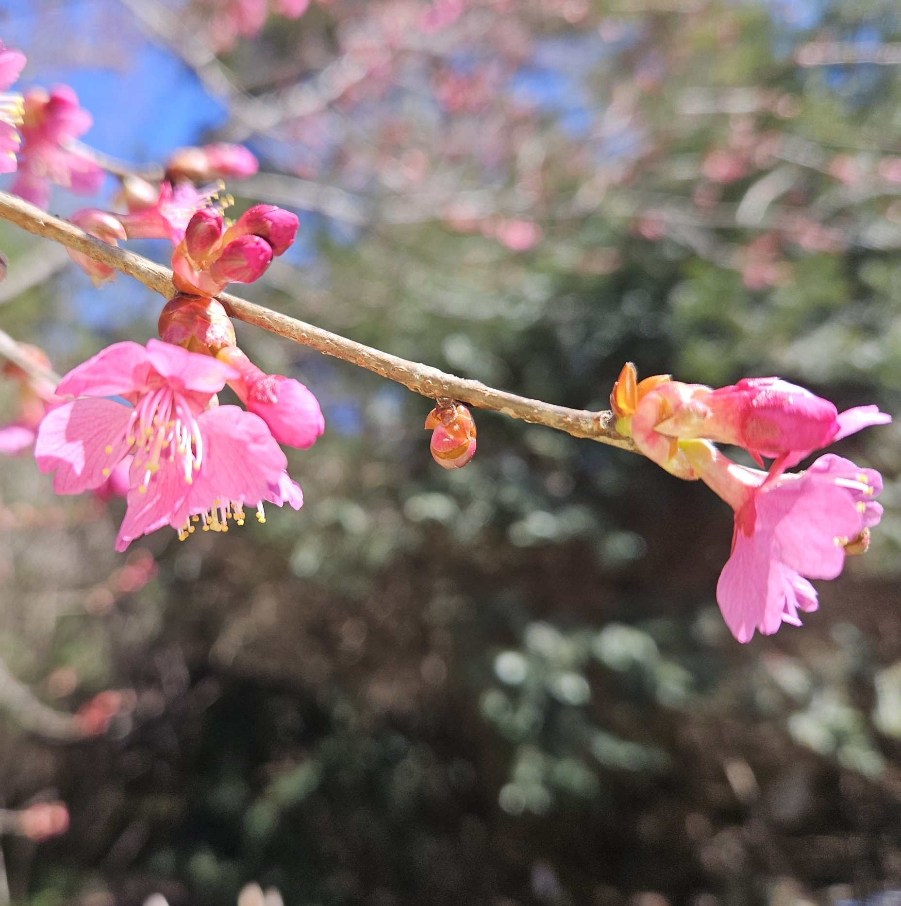 Signs of spring are blossoming across the region