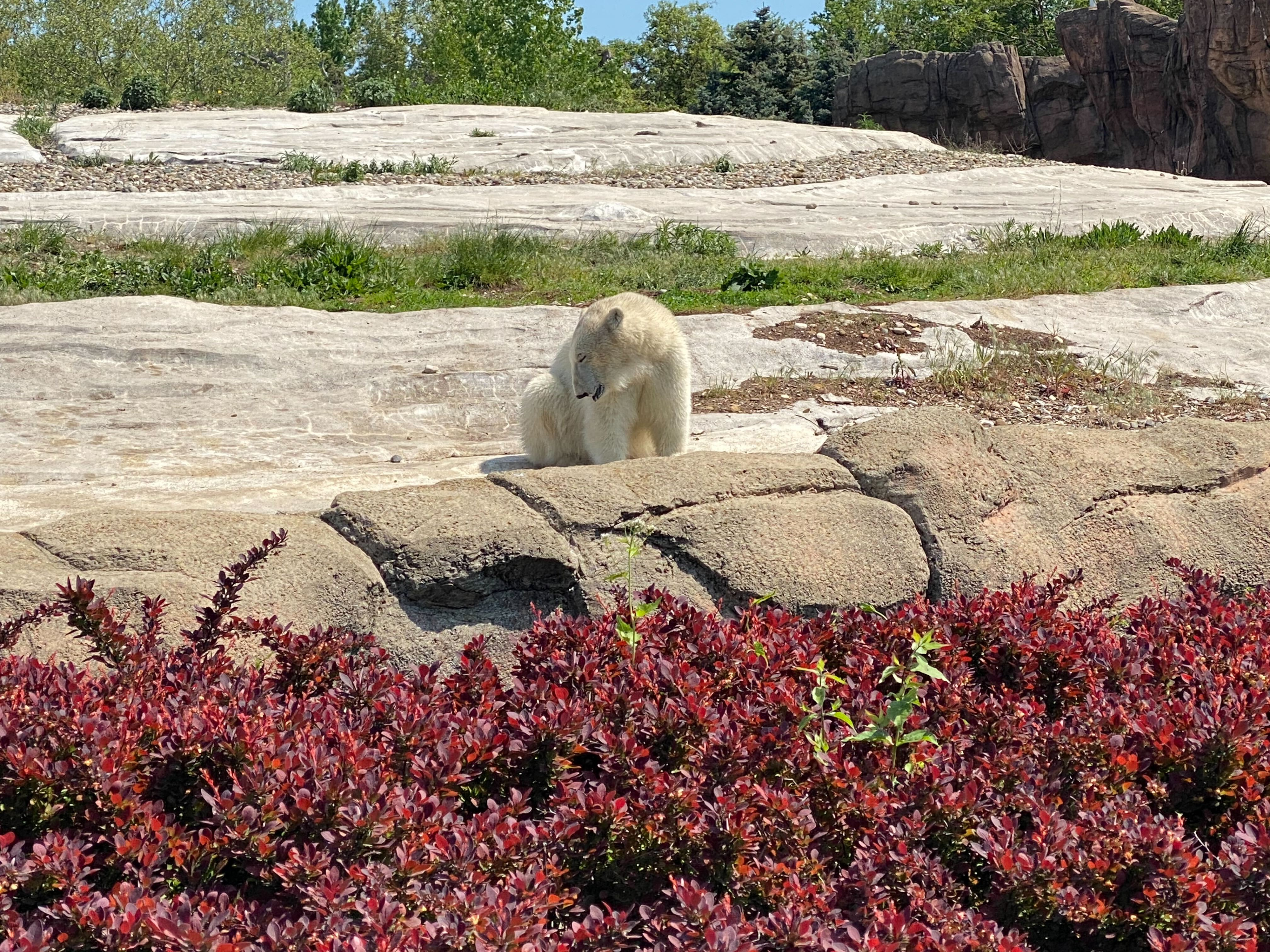 Why are Metro Detroiters saying goodbye to a pair of polar bear cubs from the Detroit Zoo that have captured their hearts?
