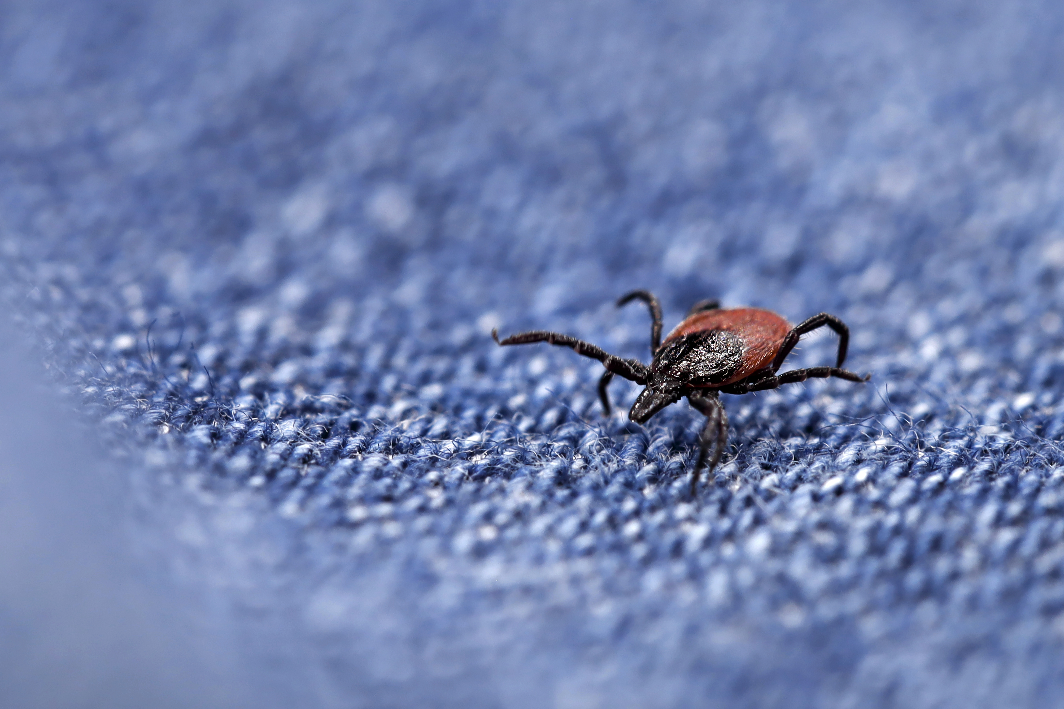 DRIVE TIME: Tick spray made of ant pheromones might ward off bites