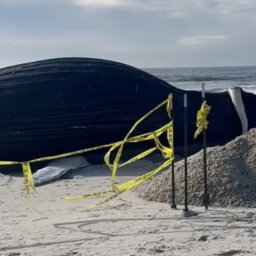 Whale washed  up on Lido Beach