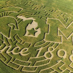 House divided? Farm market brings Michigan-MSU rivalry to giant corn maze