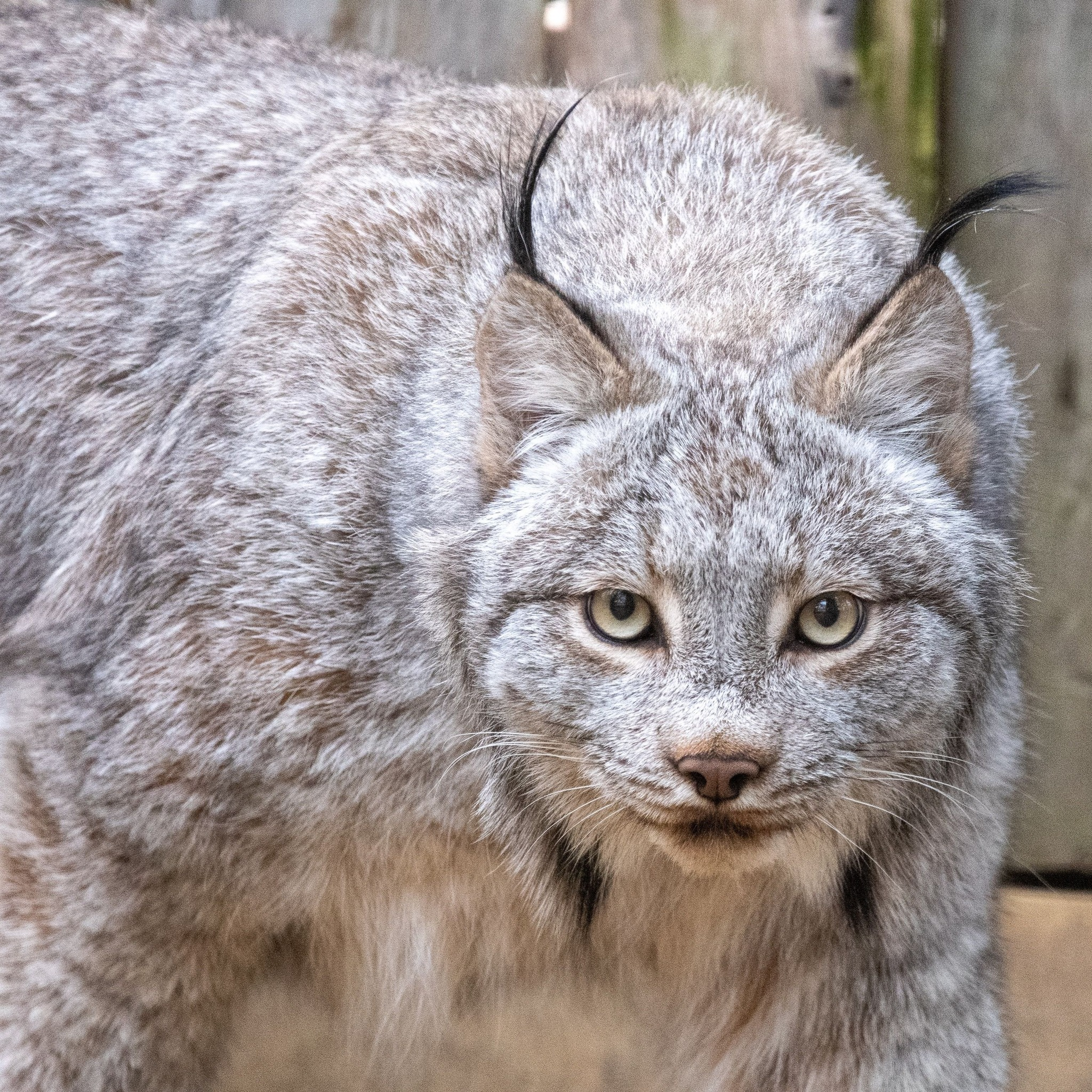 Potter Park Zoo in Lansing welcomes two new lynx