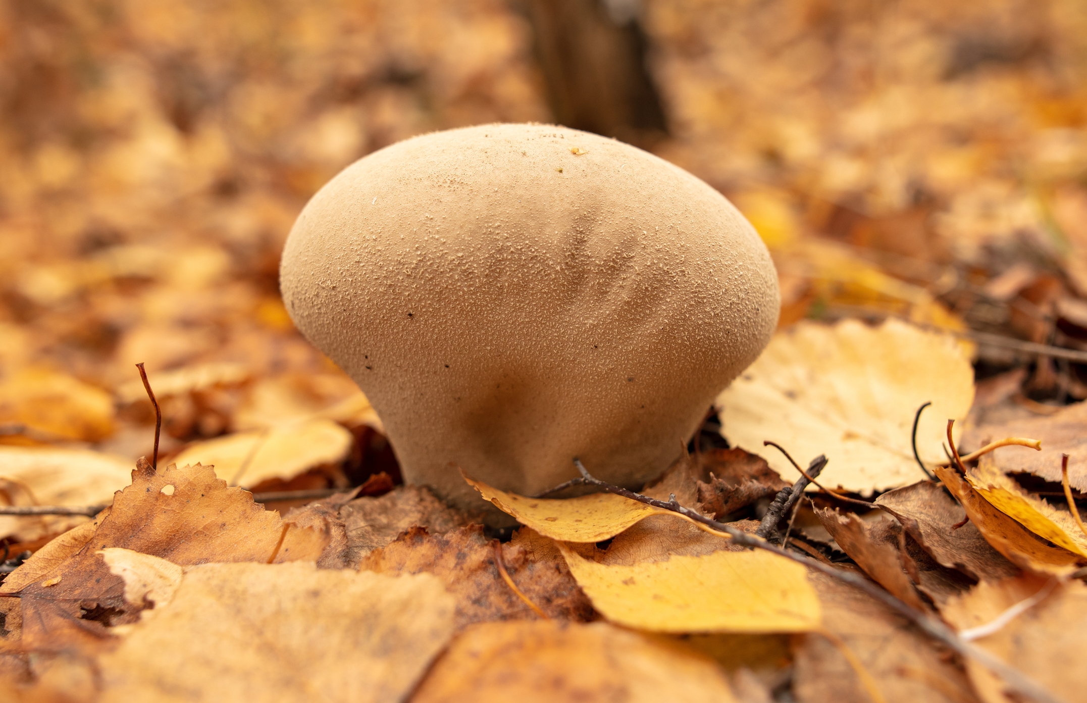 Illinois could name 'giant puffball' as official mushroom