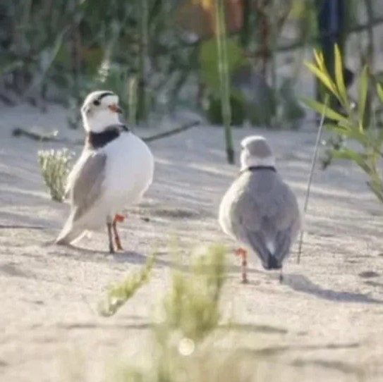 Memorial planned for Piping Plover Monty at Montrose Beach