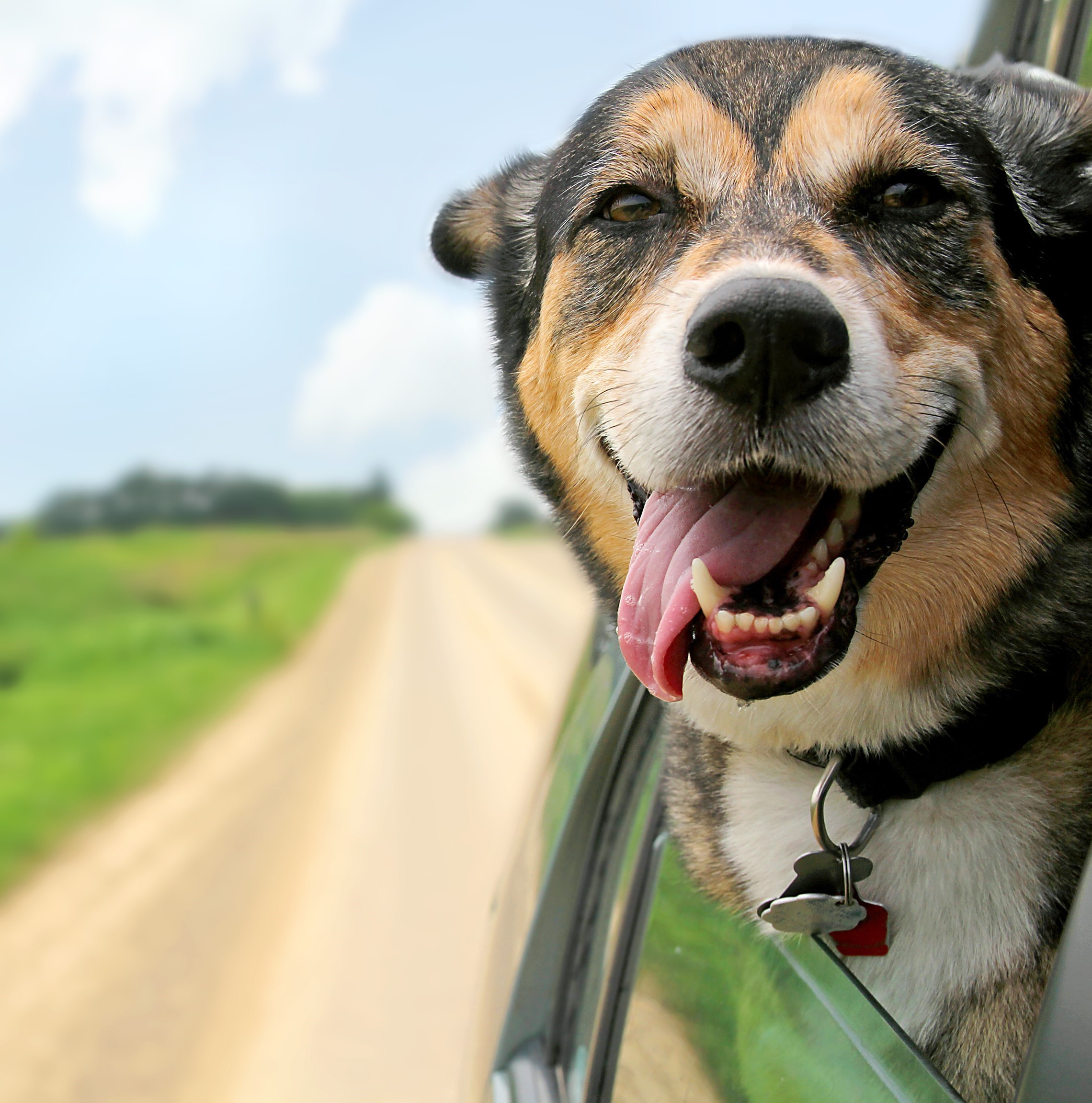 Key tips for bringing the family dog on your next road trip