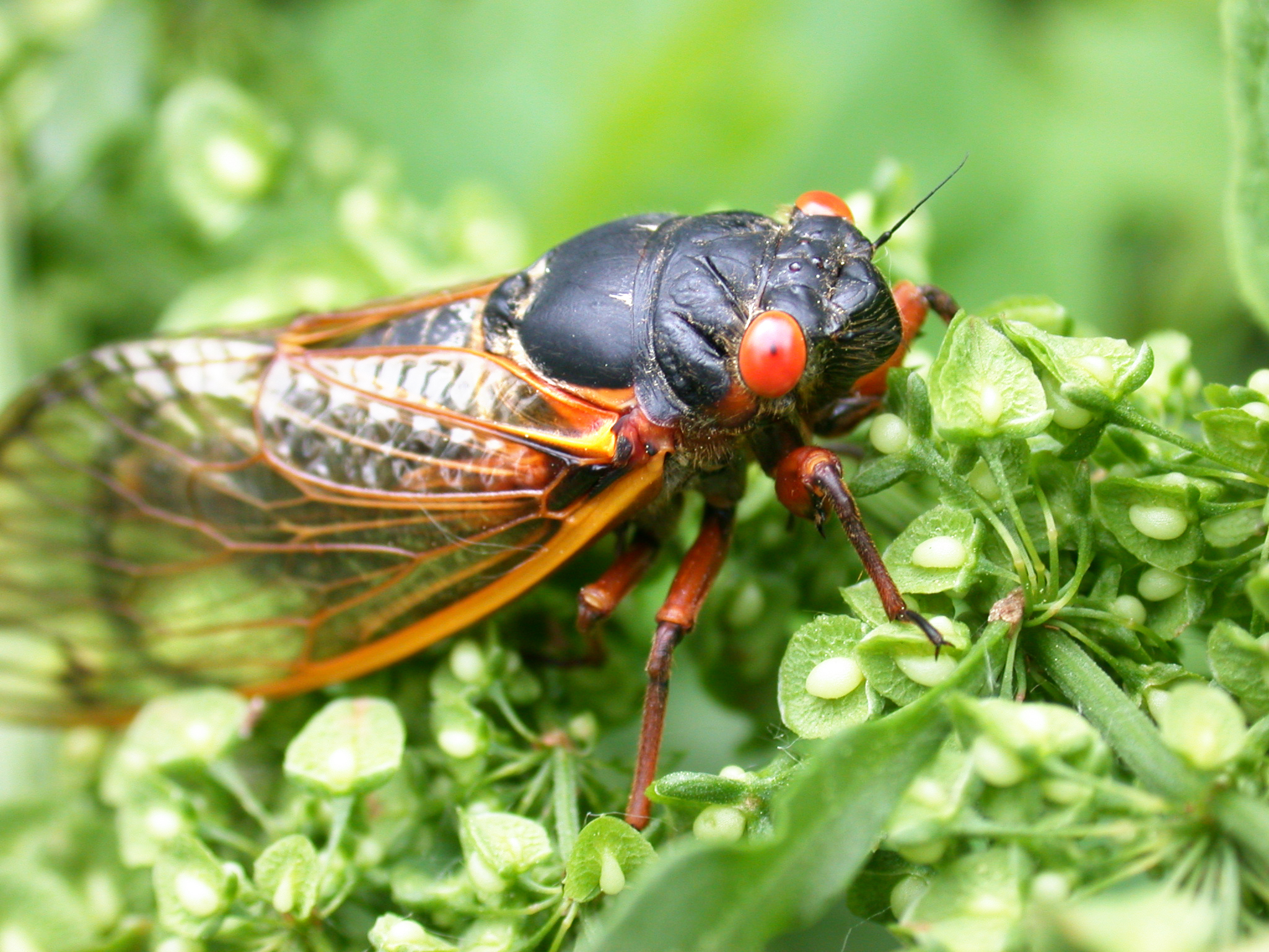 State of the Environment: Hordes of cicadas will have scientific benefits, expert says