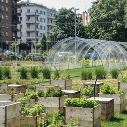 Chicago seeking nonprofit to administer $2 million in urban agriculture grants