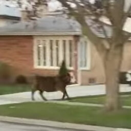 WATCH: Cow runs free in Niles after student prank fails