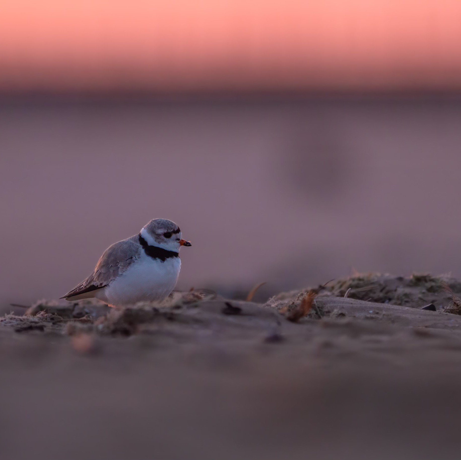 Birdwatchers rejoice as Imani the piping plover returns to Chicago