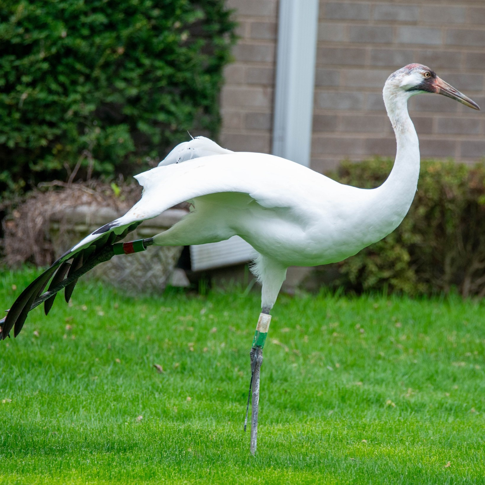Wild journey brings endangered whooping crane back to Wisconsin organization